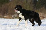 BORDER COLLIE 1121